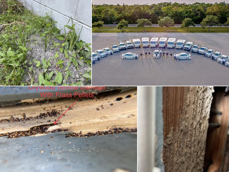 Dave's Pest Control - Lakeland