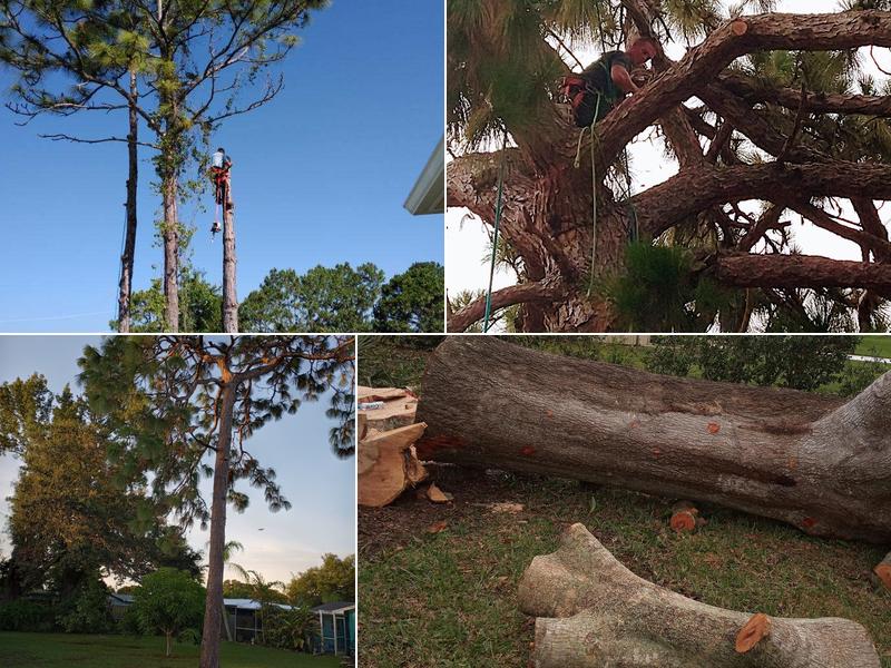 Timber Down Tree Service