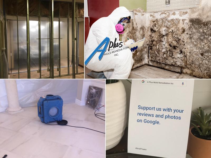 A Plus Mold Remediation Inc.