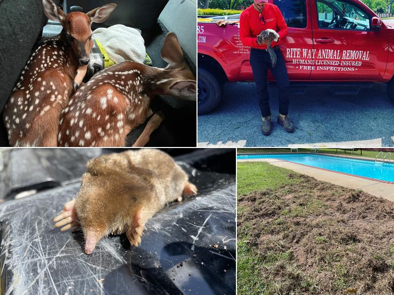 Rite Way Animal Removal