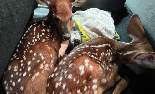 Rite Way Animal Removal