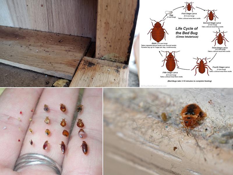 Rocky Mountain Bed Bug