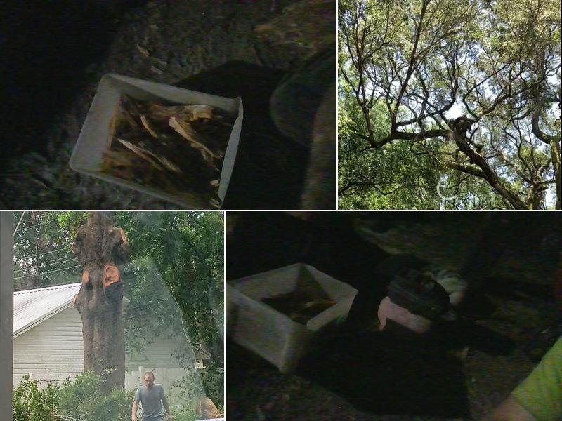 the final cut tree and lawn care