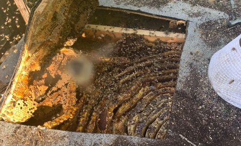 Bee Safe Bee Removal