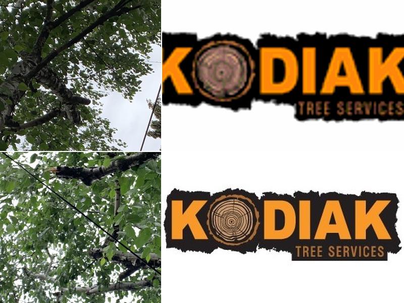 Kodiak Tree Services