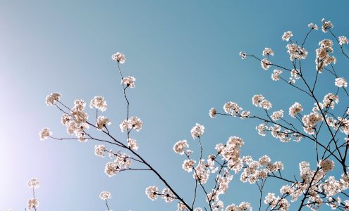 Holland Gardens Landscaping