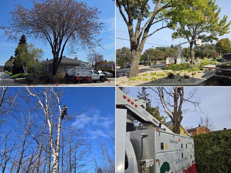 Emondage Raymond Enr