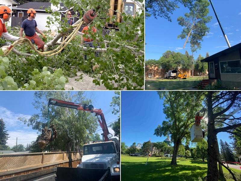 Alberta Arborists