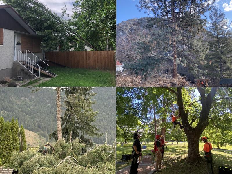 Limb Master Tree Service