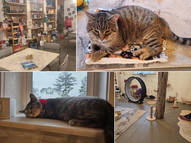 The Pretty Paw Lounge