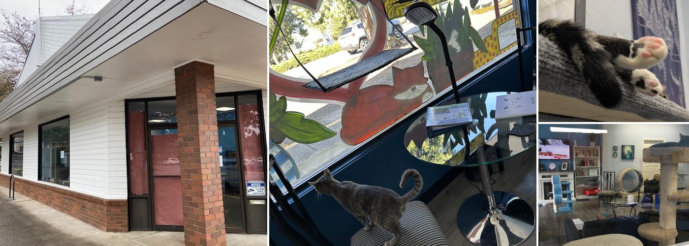 Eugene Springfield Cat Lounge