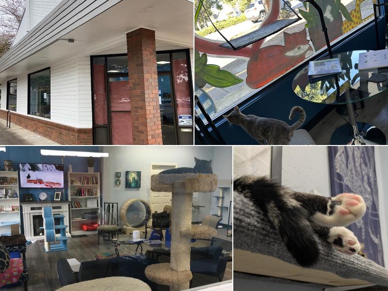 Eugene Springfield Cat Lounge