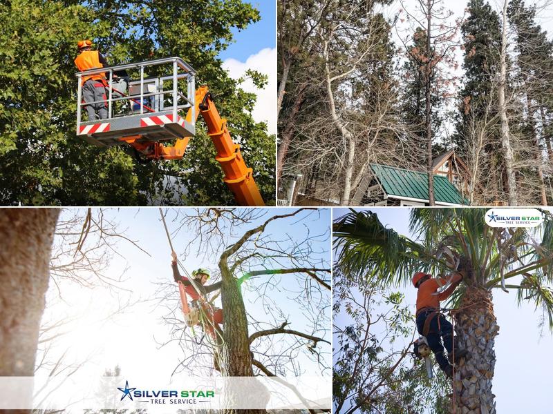 Silver Star Tree Service