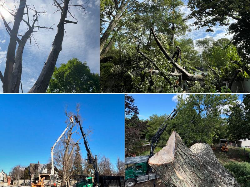 UTS Tree Care - Uxbridge Tree Service