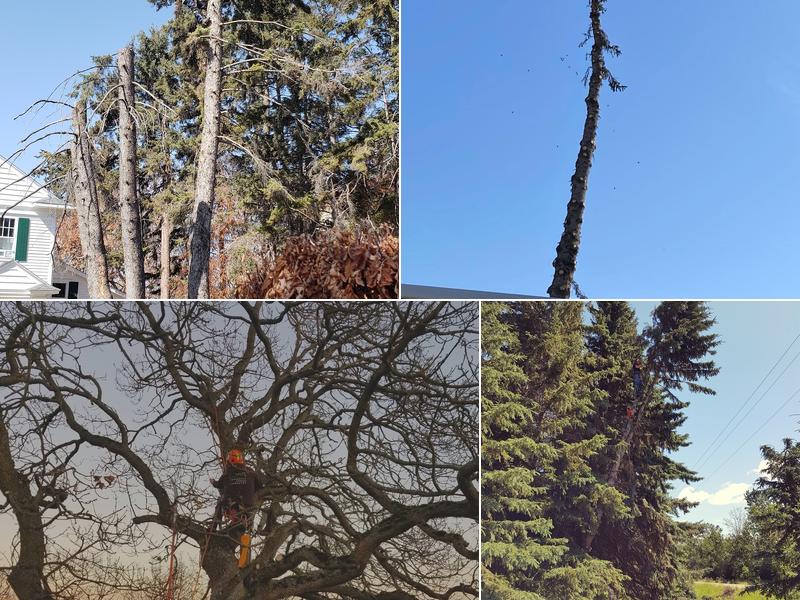 Central Alberta Tree Trimming