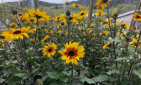 Grumpy's Greenhouses and Gardens 5525 Range road 2 #2, Pincher Creek Alberta T0K 1W0