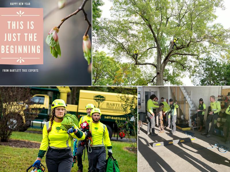 Bartlett Tree Experts