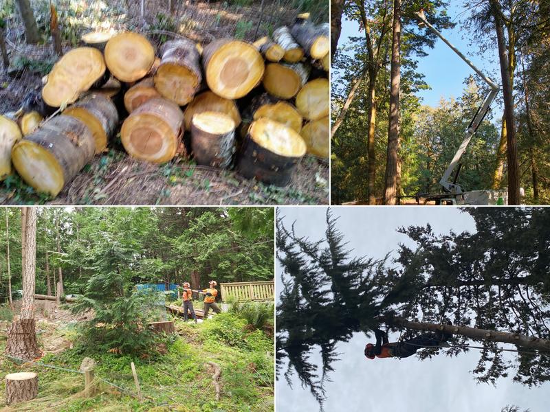 Sechelt Tree Service