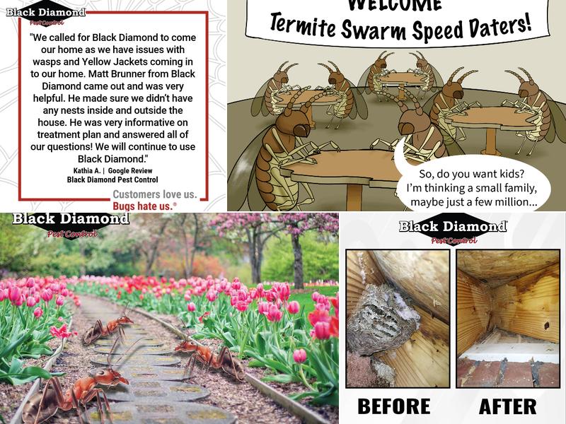 Black Diamond Pest Control