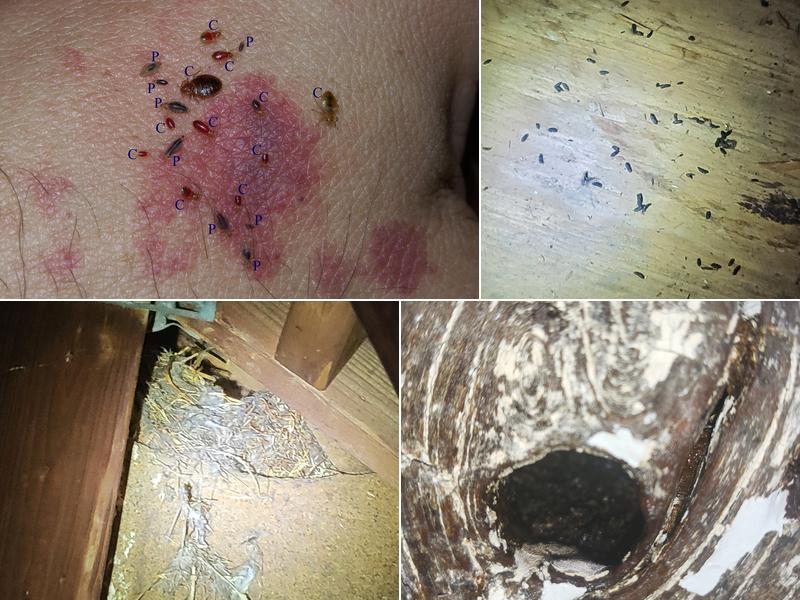 Mcveen N Sons pest control LLC