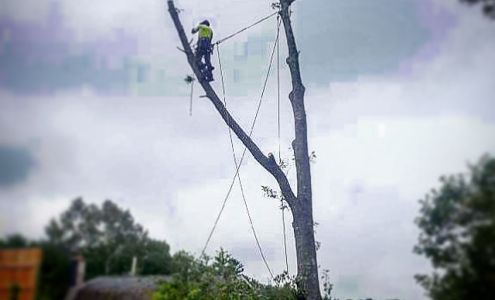 Ground to Crown Tree Services Nine Mile River Nova Scotia B0P 1C0
