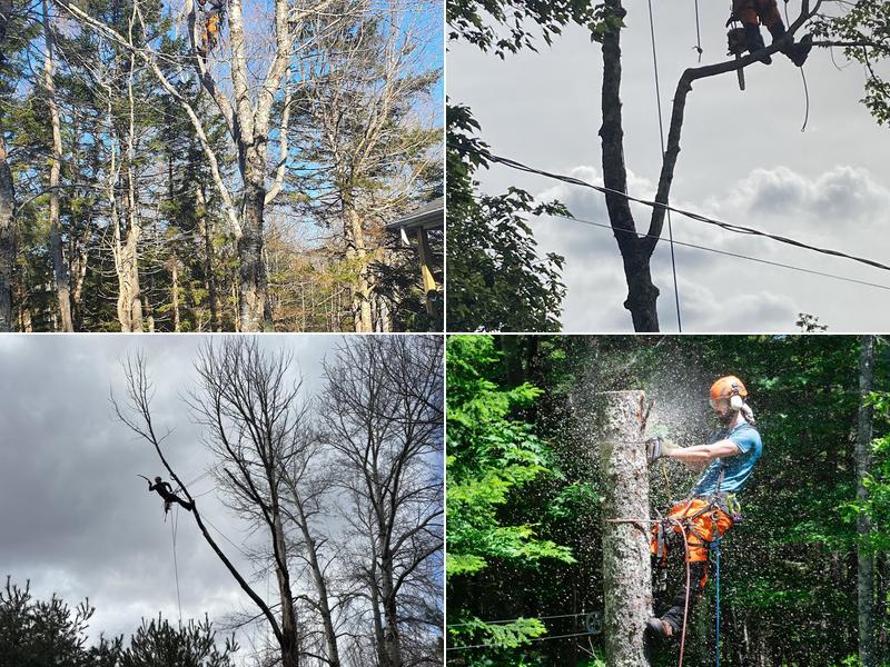 Woodhead Tree Service