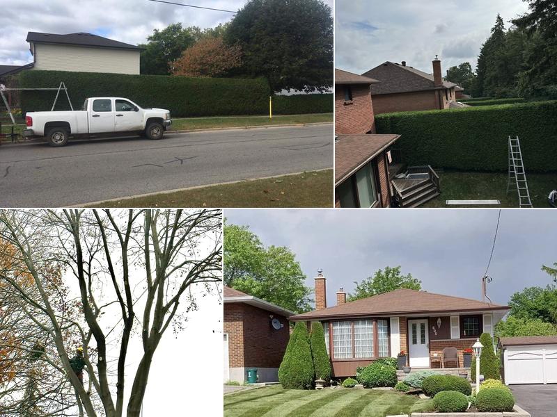 Mr.Trim Pruning and Landscaping Services