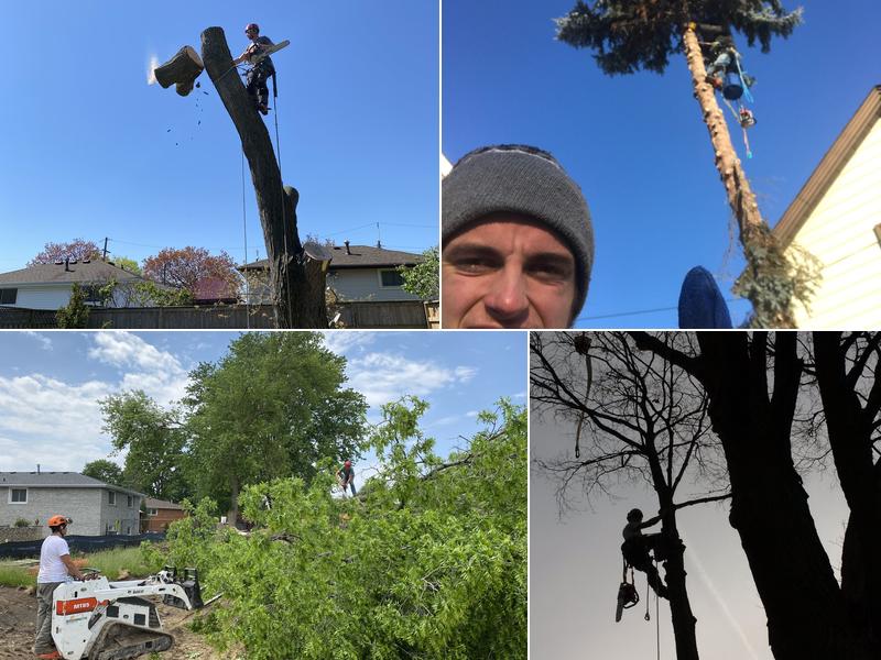 Bissonnette Tree Service