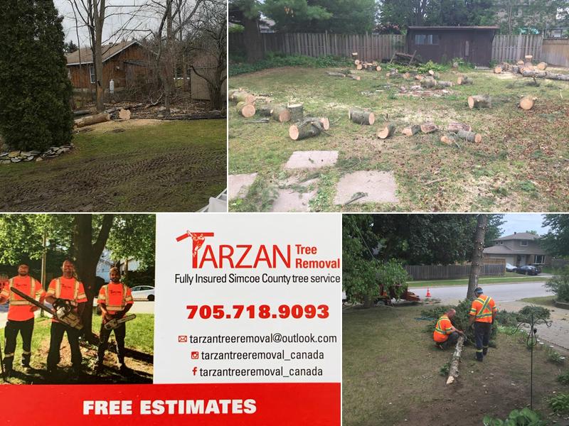 Tarzan Tree Removal, Barrie ON