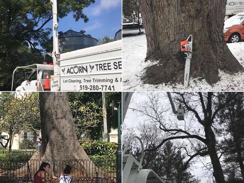Acorn Tree Service