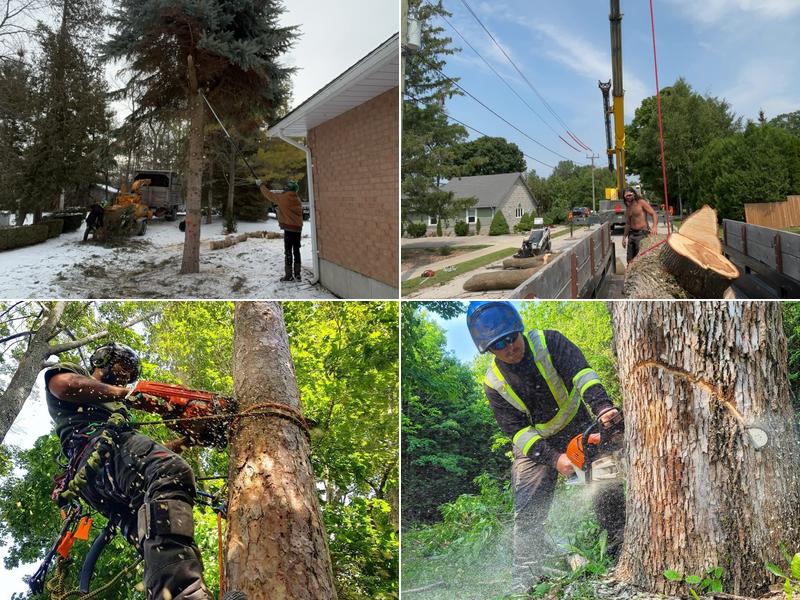 Great Lakes Tree Experts