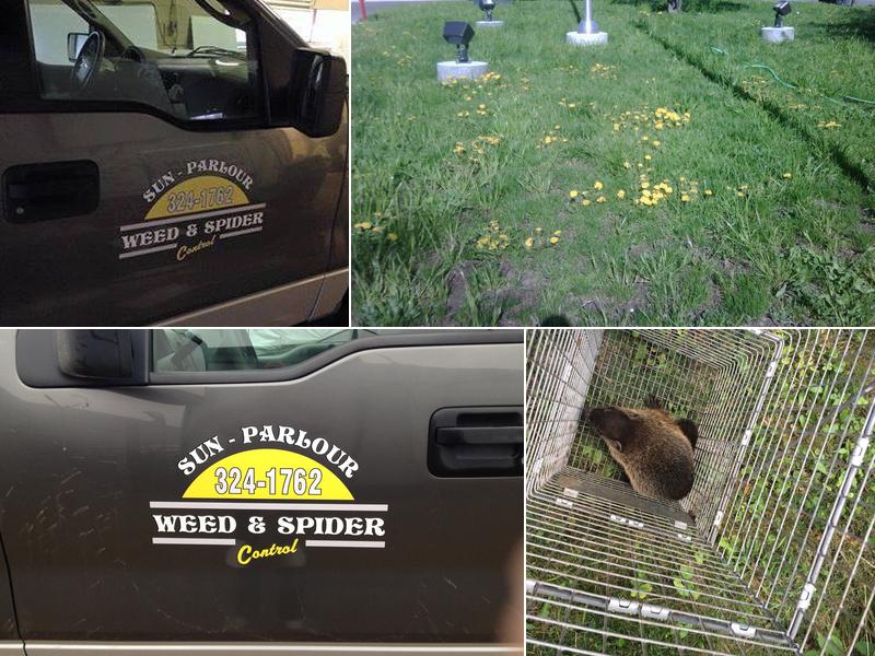 Sun-Parlour Weed & Spider Control