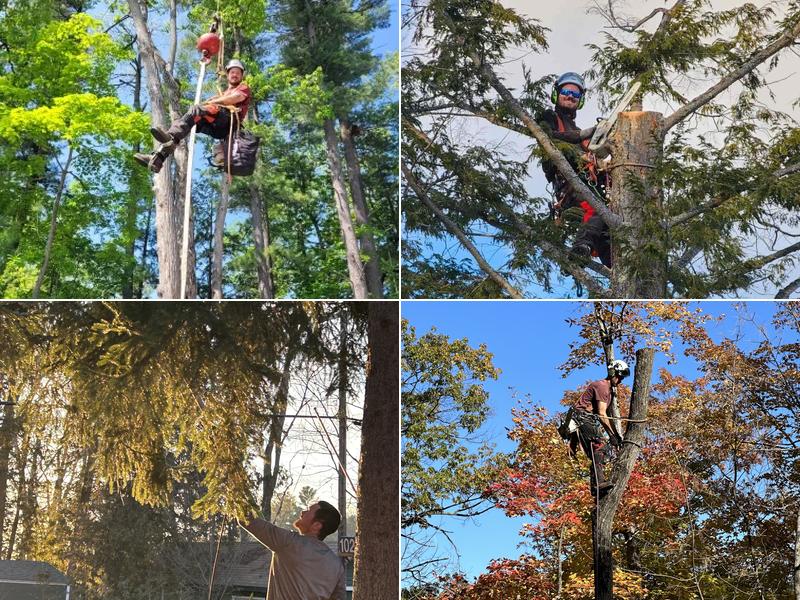 Coylewood Tree Service Inc.