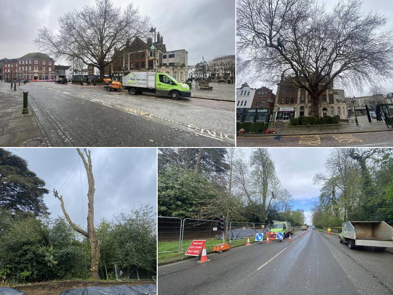 TTC Total Tree Care Services