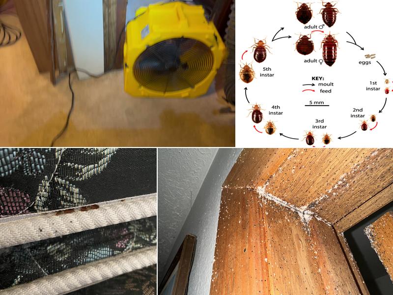 Northwest Bedbug Company