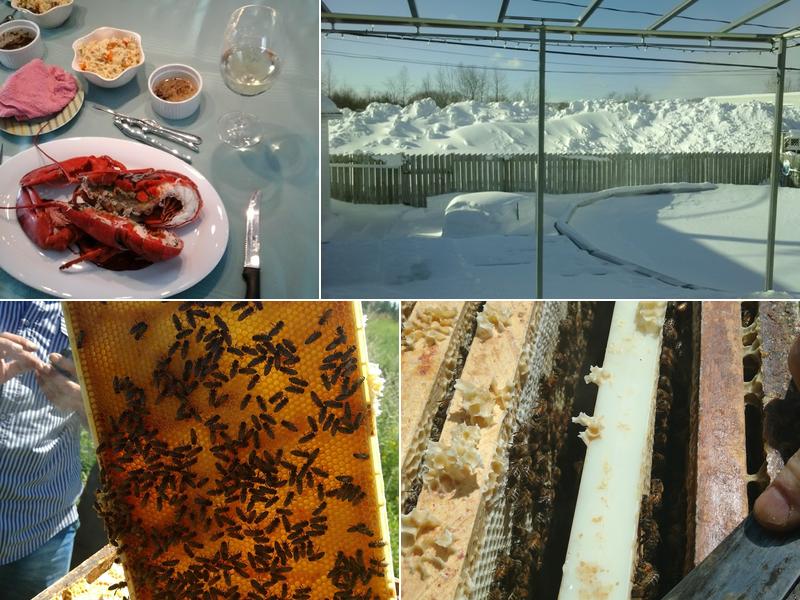 Racine Sablage De Planchers