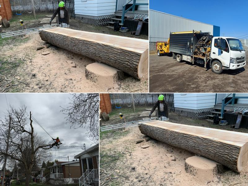 Émondage Élagage Maxime Lemay