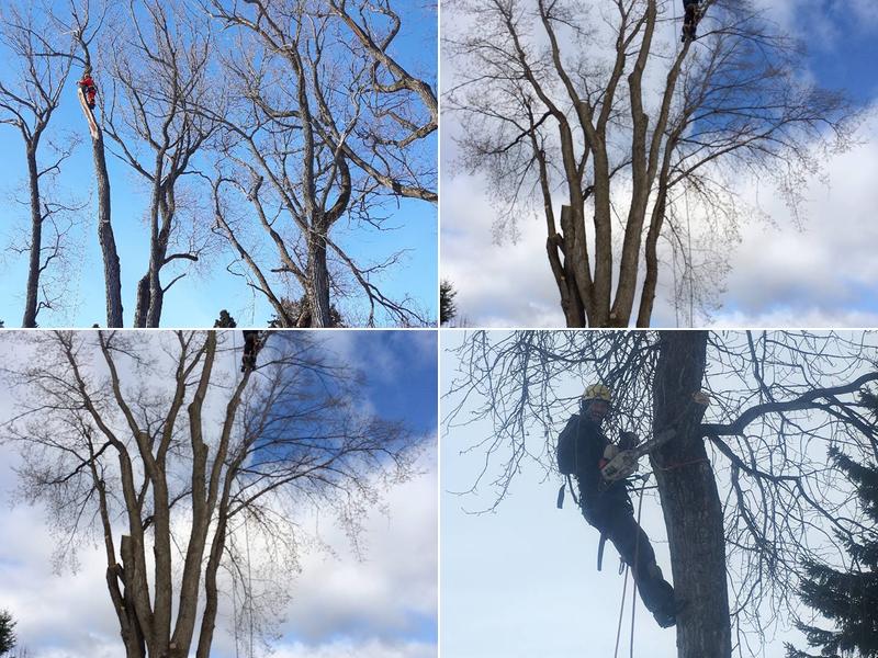 ArbreXpert Lac St-Jean