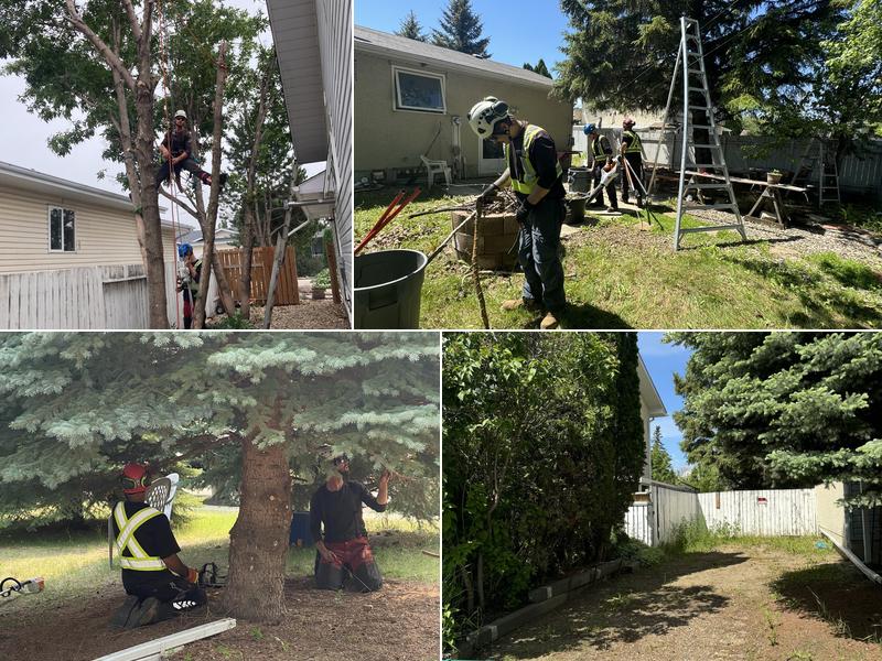 Superpro Tree Experts