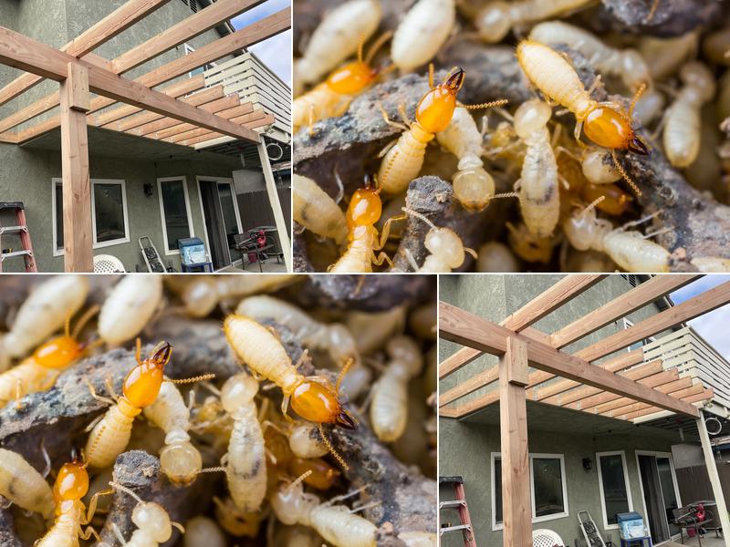 Upright Termite Control