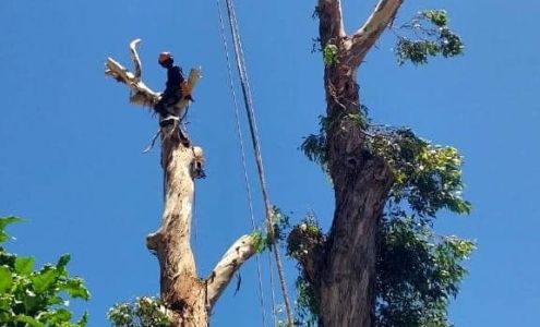 Johnny 5'S Tree Services 52192 Alexis Cres, Rosedale British Columbia V0X 1X1