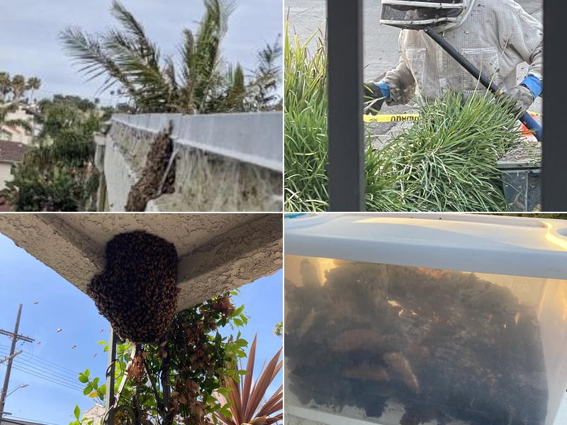 SoCal Bee Savers