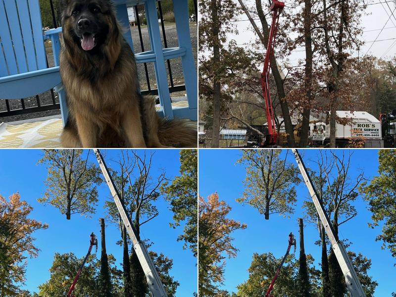 Rob's Tree Service