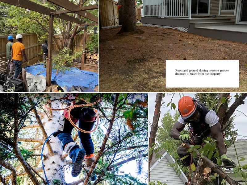 Ocean Tree Care Corp.