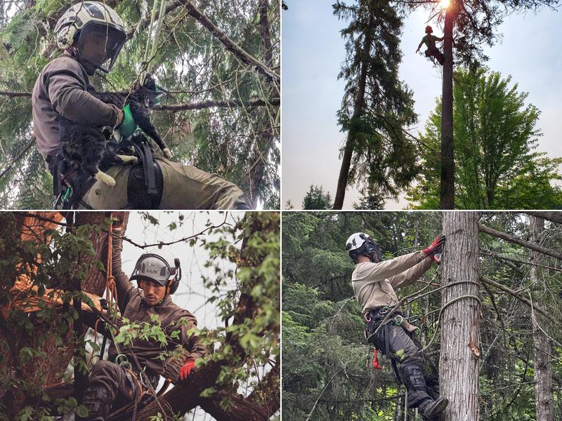 Radical Tree Service