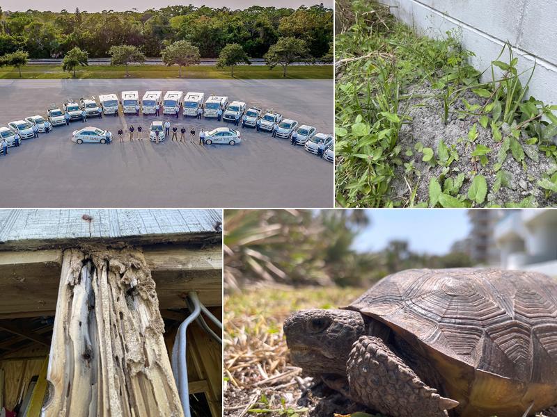 Dave's Pest Control - Sanford