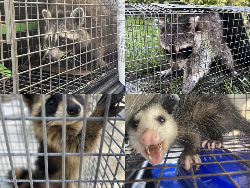 Sully’s Rodent Remediation & Wildlife Control