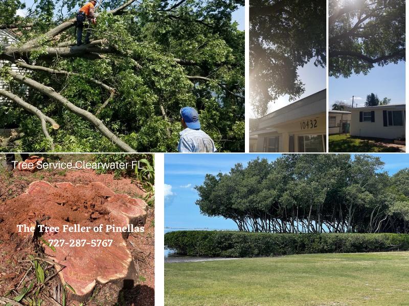 The Tree Feller of Pinellas
