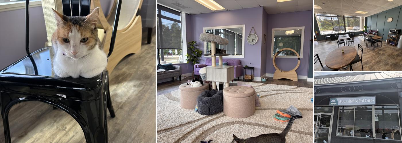 Paws Awhile Cat Cafe