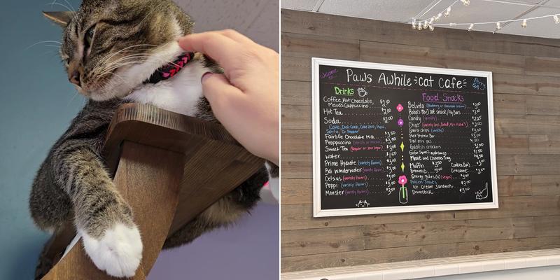 Paws Awhile Cat Cafe Menu